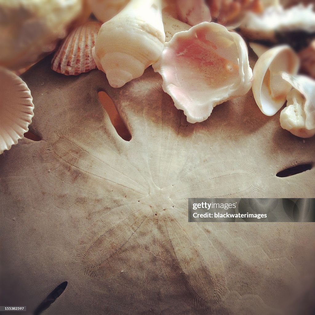 Seashells