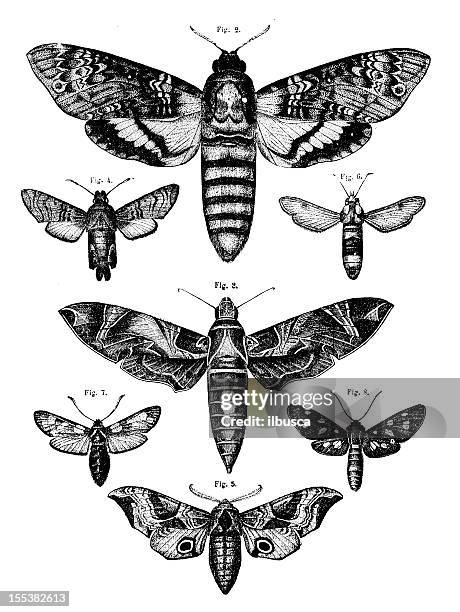 collection of moths - moth stock illustrations