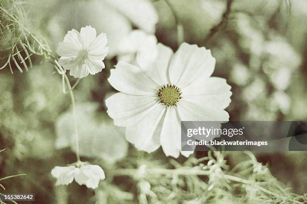 vintage fleurs - fleurs noir et blanc photos et images de collection
