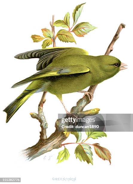 stockillustraties, clipart, cartoons en iconen met greenfinch - carduelis chloris - bird of prey