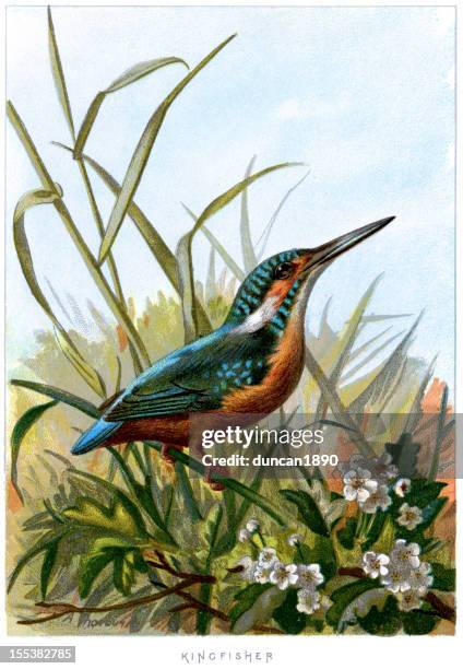 136点のカワセミイラスト素材 Getty Images 136点のカワセミイラスト素材 Getty Images