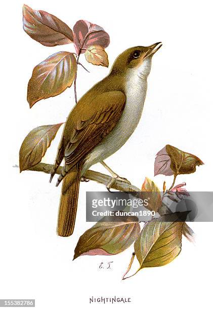 ilustraciones, imágenes clip art, dibujos animados e iconos de stock de ruiseñor-luscinia megarhynchos - nightingale