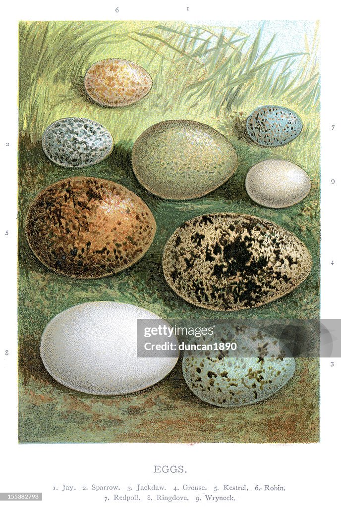 Wild Birds Eggs