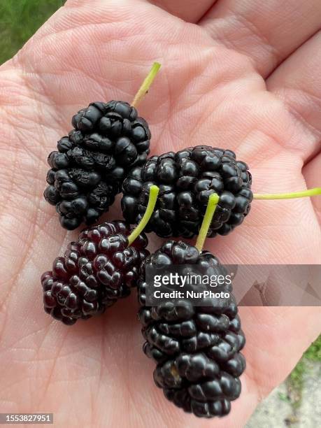 Man holds freshly picked mulberries in Toronto, Ontario, Canada, on July 17, 2023.