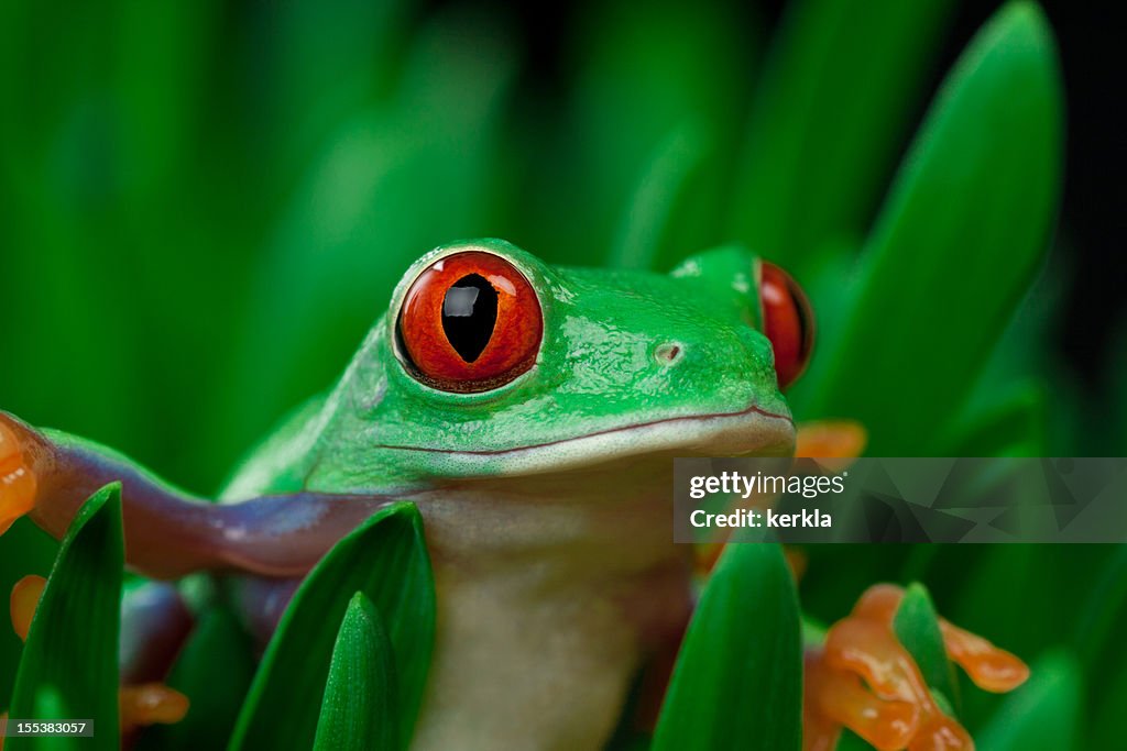 Frog on grass with black background