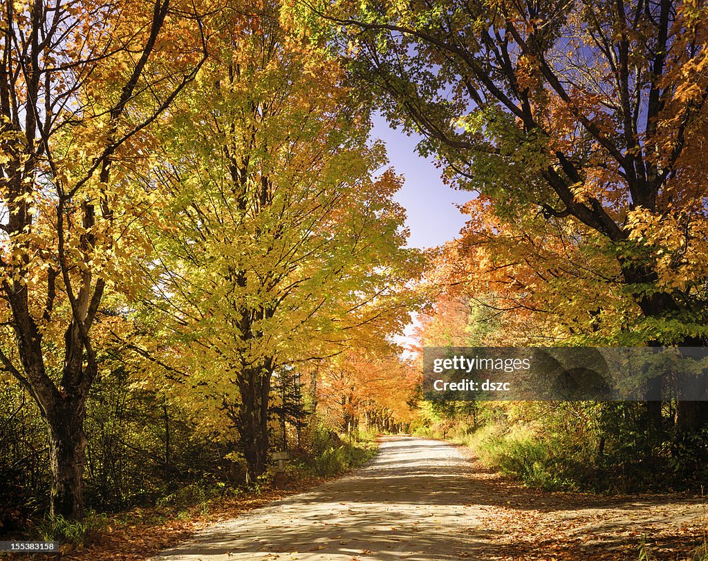 Autumn foliage and country lane
