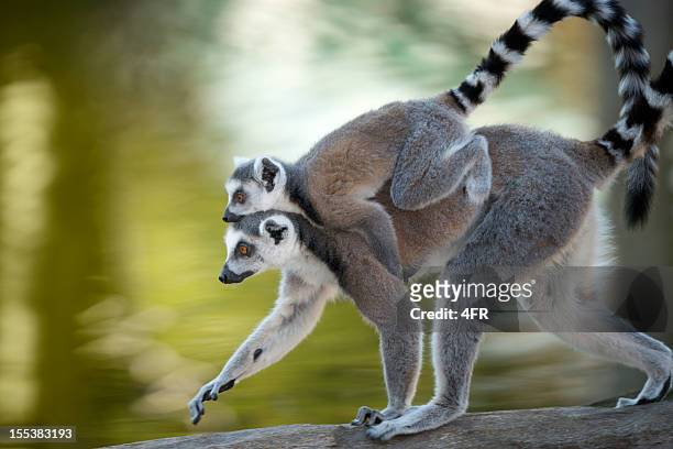 ring-tailed lemur [lemur catta] mother and baby in wildlife (xxxl) - lemur stockfoto's en -beelden