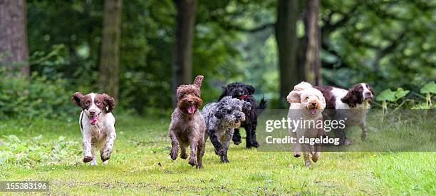 here come the girls... - dog breeds stockfoto's en -beelden