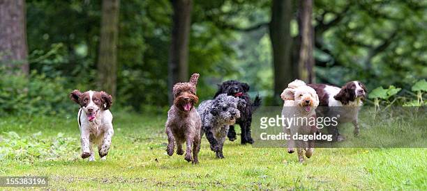 here come the girls... - purebred dog stock pictures, royalty-free photos & images