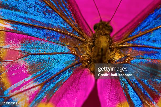 butterfly - schubvleugelige stockfoto's en -beelden