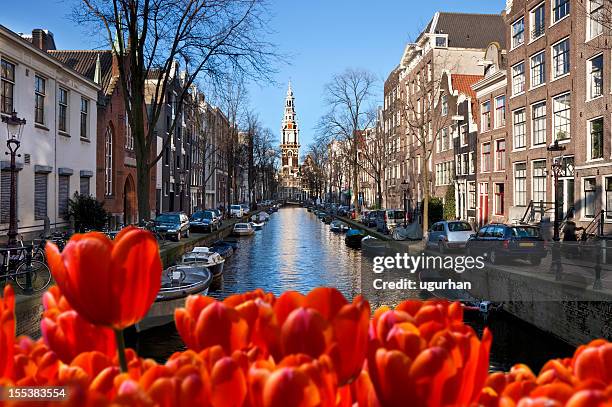 amsterdam - tulips amsterdam stock pictures, royalty-free photos & images