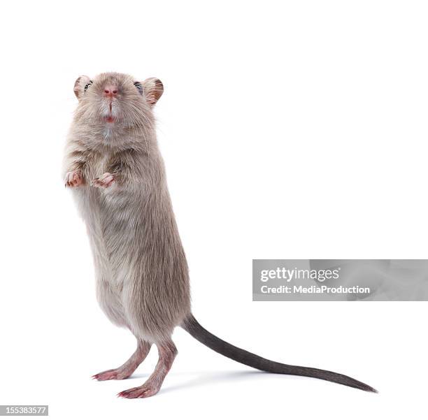 curious rodent - cute or scary curious animal costumes from the archives stock pictures, royalty-free photos & images