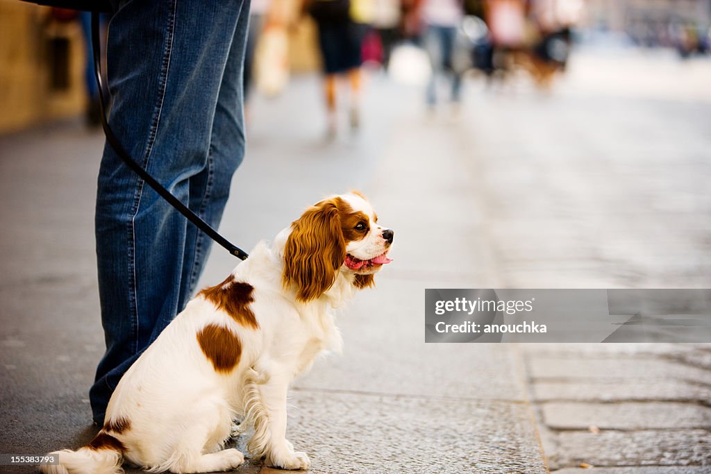 Hombre con perro de pie por la calle de Milán, Italia