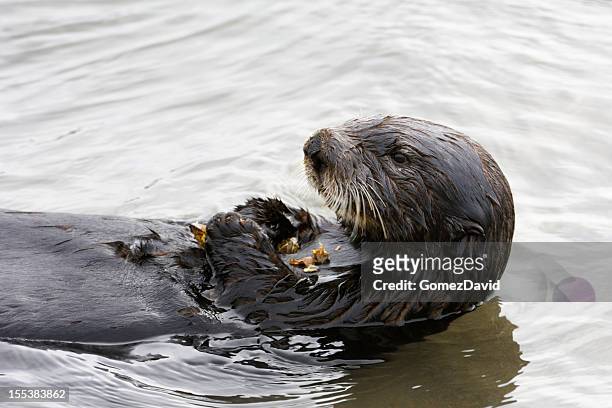 close-up of sea otter eating shellfish - sea otter (enhydra lutris) stock pictures, royalty-free photos & images