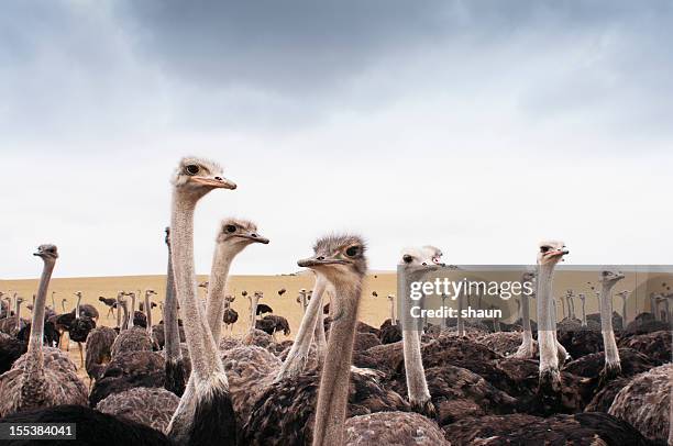 ostriches - ostrich ストックフォトと画像