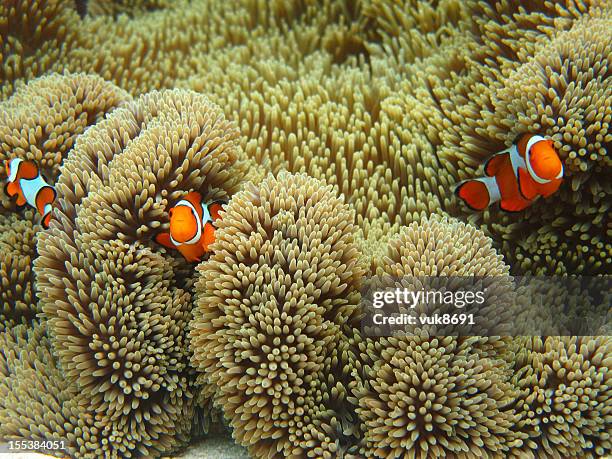 nemo familie - echter clownfisch stock-fotos und bilder