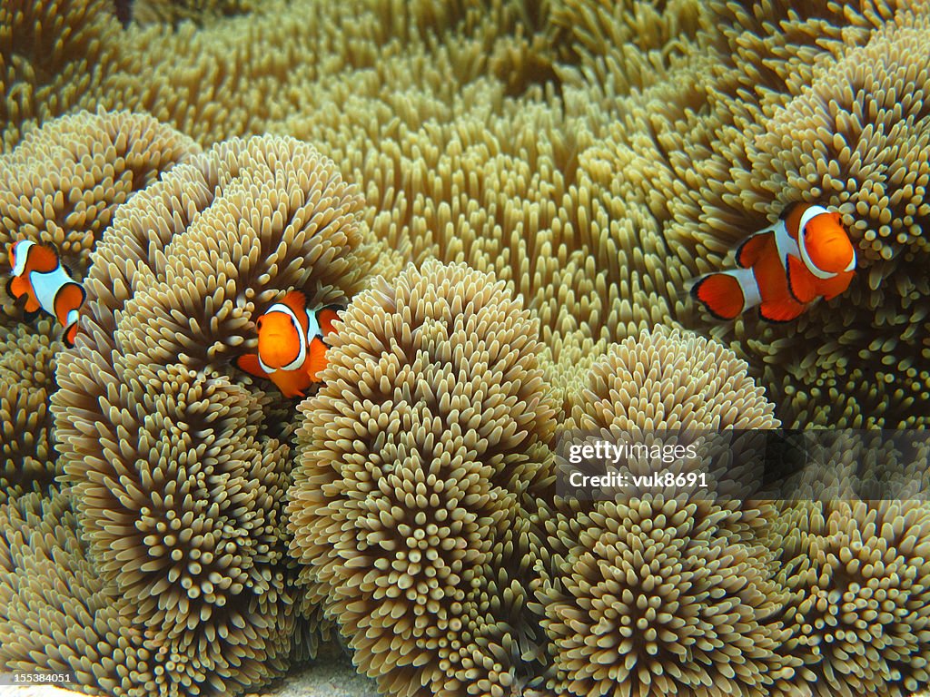 Nemo family