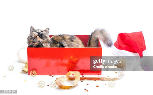 cat in a red christmas gift box on white background - cat in box stock pictures, royalty-free photos & images