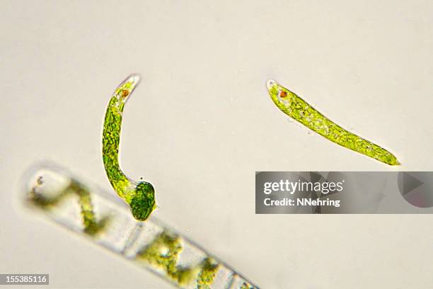 euglena especies micrografía - euglena fotografías e imágenes de stock