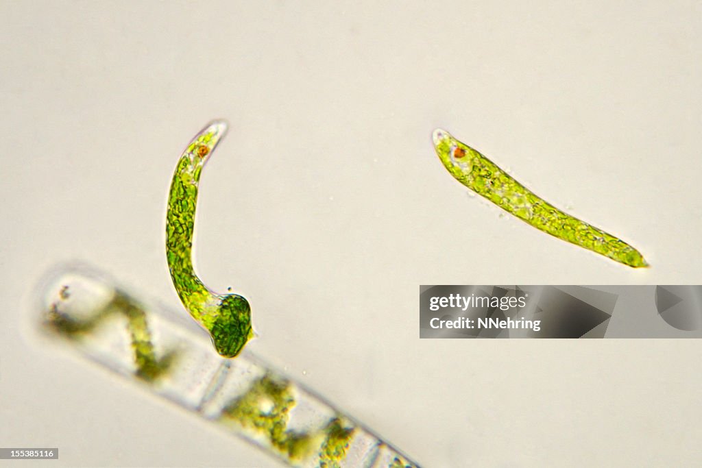 Euglena species micrograph