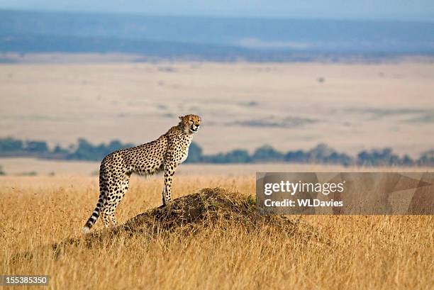 a cheetah looking for prey in the wild - cheetah hunt stock pictures, royalty-free photos & images