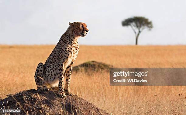 alert cheetah - ant hill stock pictures, royalty-free photos & images