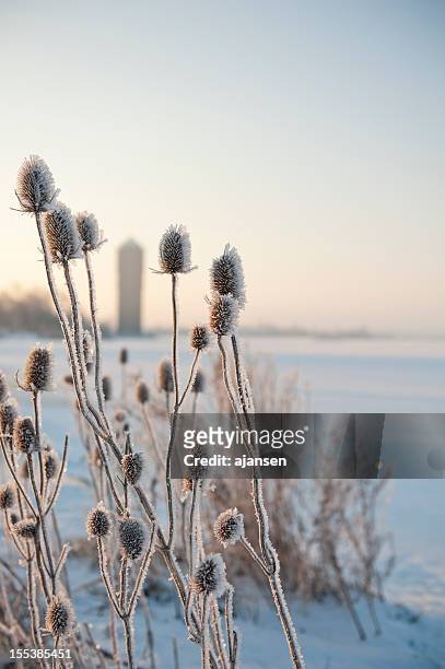 winter landscape - rijp stockfoto's en -beelden