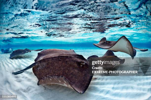 stingrays - stingray stock pictures, royalty-free photos & images