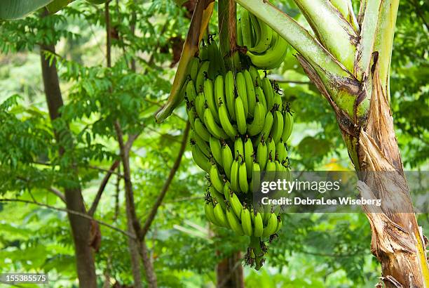 bananas on the tree - unripe stock pictures, royalty-free photos & images