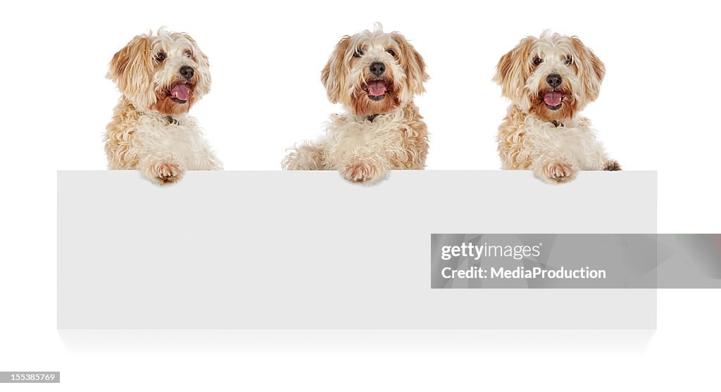 Three dogs standing up behind a white cardboard