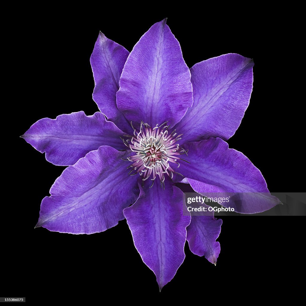 Purple clematis flower in bloom isolated on black background