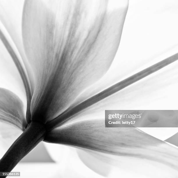 lily flower - black-and-white stockfoto's en -beelden