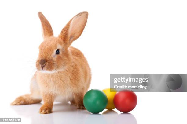 conejo de pascua - conejo de pascua fotografías e imágenes de stock