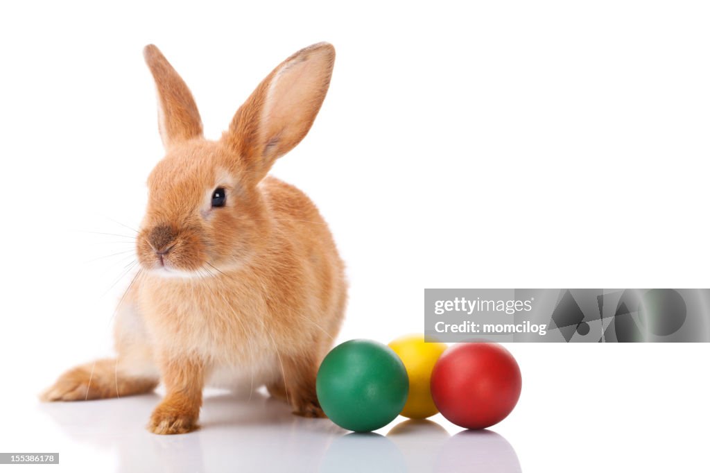 Easter bunny with three Easter eggs
