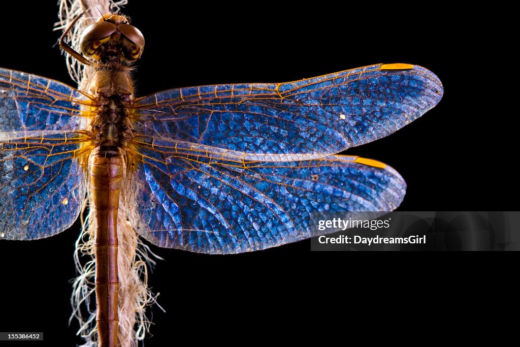 Beautifully Lit Dragonfly on Black Background