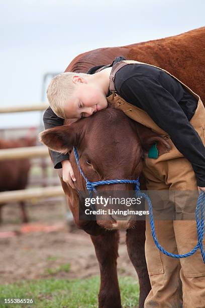 boy with his calf - cow cuddling stock pictures, royalty-free photos & images