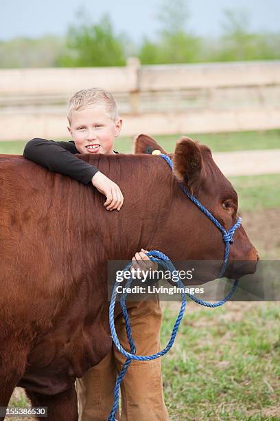 boy with his calf - cow cuddling stock pictures, royalty-free photos & images