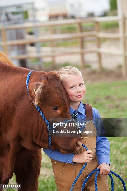 boy with his calf - cow cuddling stock pictures, royalty-free photos & images