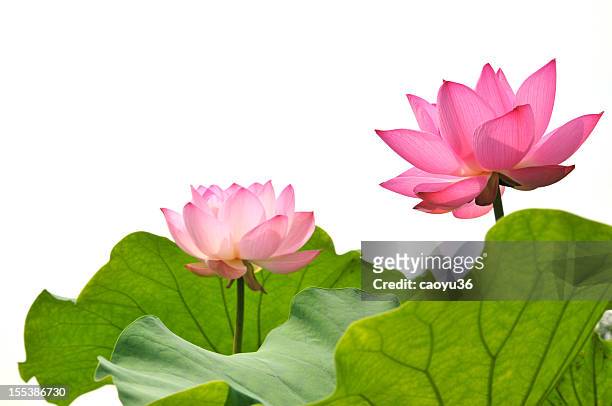 fleur de lotus rose fleuri - lotus leaf photos et images de collection