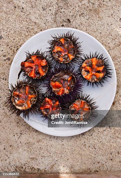 sea urchins - sea urchin stock pictures, royalty-free photos & images