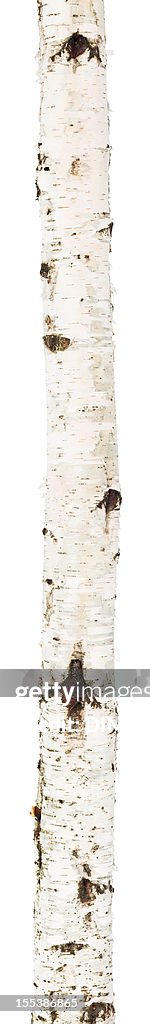 Isolierte birch trunk