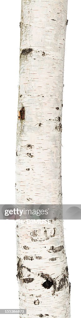 Troncal aislado birch
