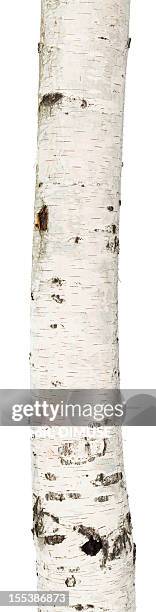 a birch trunk on a white background - tree trunk stock pictures, royalty-free photos & images