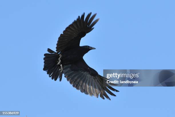 Crow Flying Fast Crow In Flight Photos and Premium High Res Pictures - Getty Images