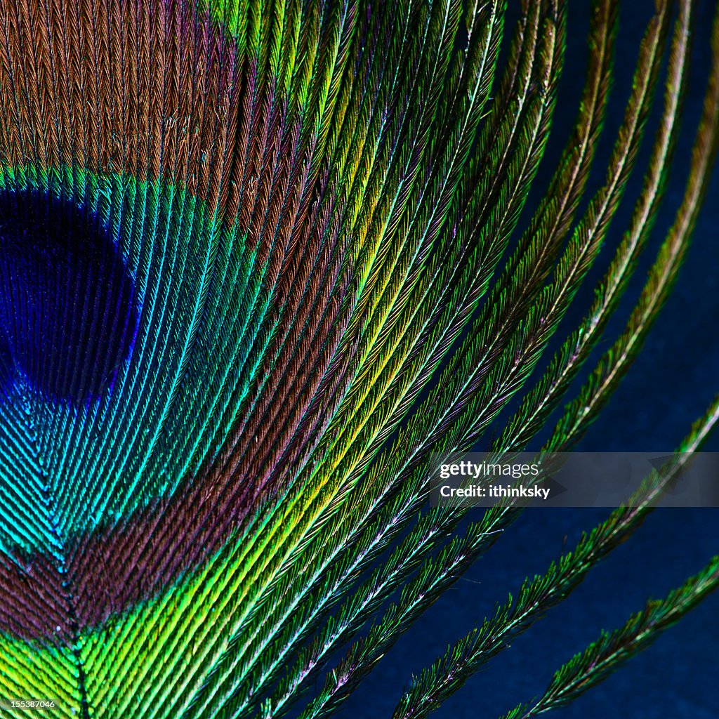 Peacock feather