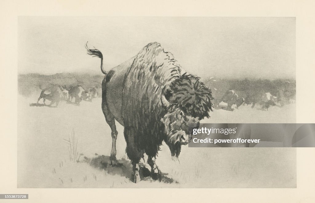 Ein Büffel mit der Meute, Gemälde von Frederic Remington - 19. Jahrhundert
