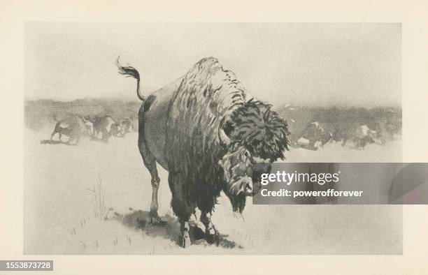 a buffalo with the pack, painting by frederic remington - 19th century - american bison stock illustrations