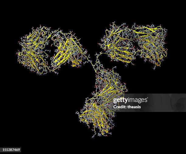 modell antikörper bevacizumab - antibody molecule stock-fotos und bilder