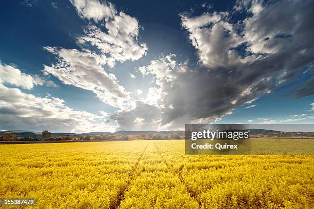 golden field - queensland farm stock pictures, royalty-free photos & images