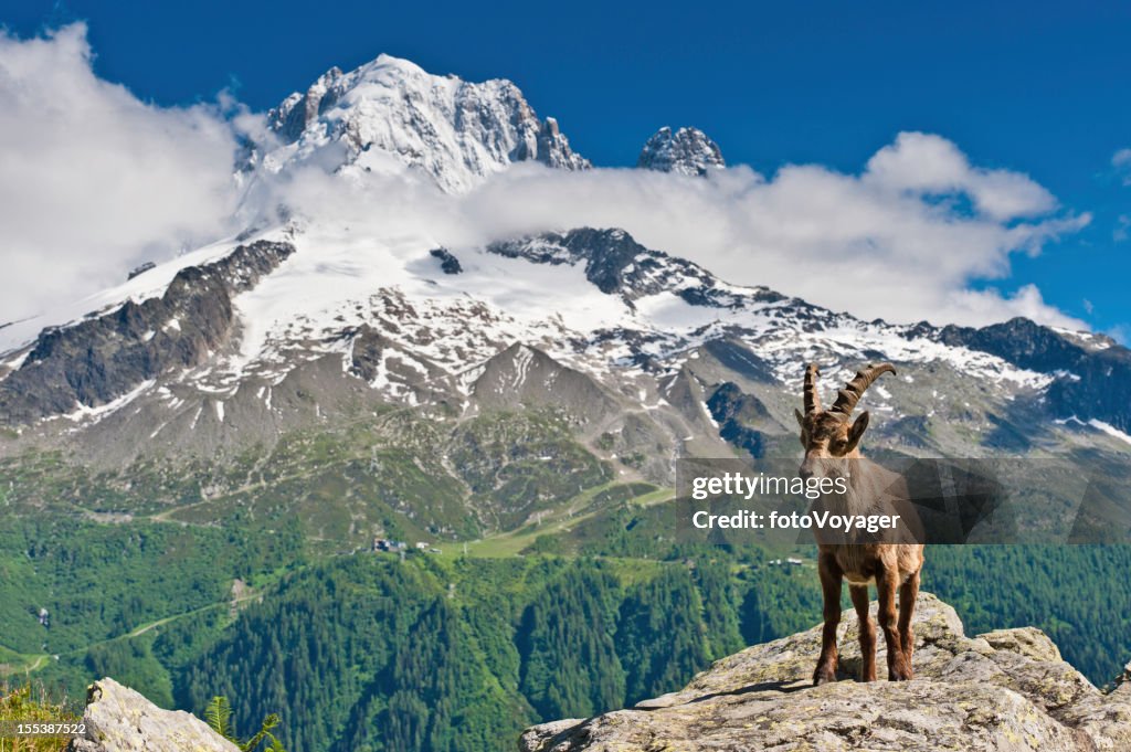 Ibex and snowy mountain peaks Alps